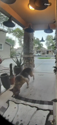 Found/Stray Female Dog last seen 24th street and southern, Phoenix, AZ 85040