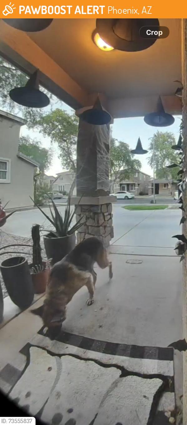 Found/Stray Female Dog last seen 24th street and southern, Phoenix, AZ 85040