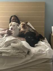 Lost Male Dog last seen Conyers, Conyers, GA 30013