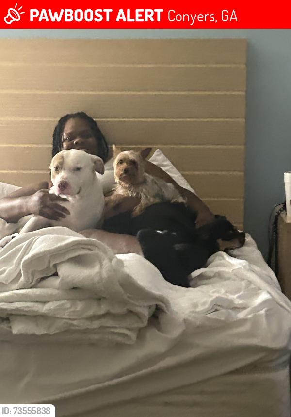Lost Male Dog last seen Conyers, Conyers, GA 30013