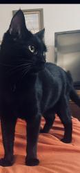 Reunited Female Cat last seen Zura Bay apmts, St. Petersburg, FL 33702