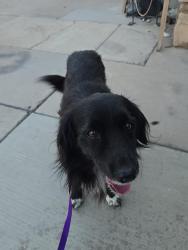 Found/Stray Male Dog last seen N 24TH ST & OAK ST, Phoenix, AZ 85006