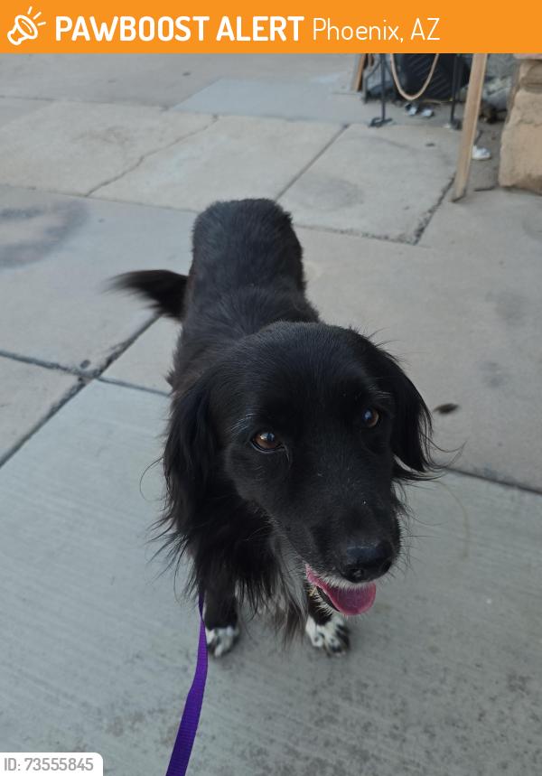Found/Stray Male Dog last seen N 24TH ST & OAK ST, Phoenix, AZ 85006