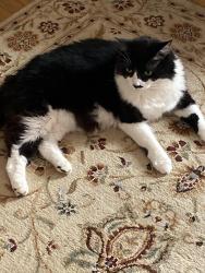 Lost Male Cat last seen Lexington and 67th street, New York, NY 10065
