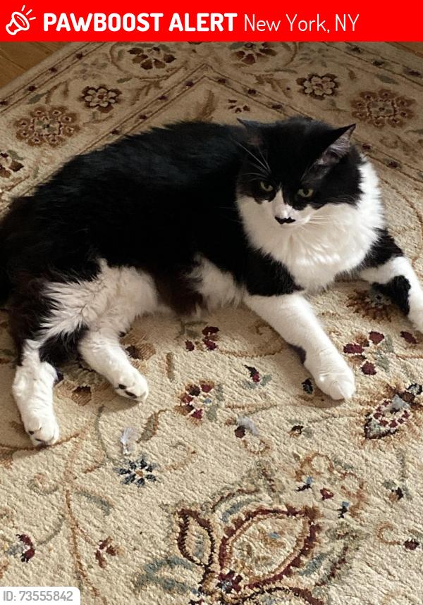 Lost Male Cat last seen Lexington and 67th street, New York, NY 10065
