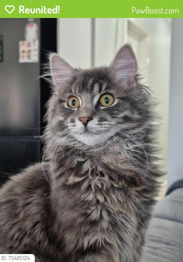 Reunited Male Cat last seen Travers Street, Craigieburn, VIC 3064