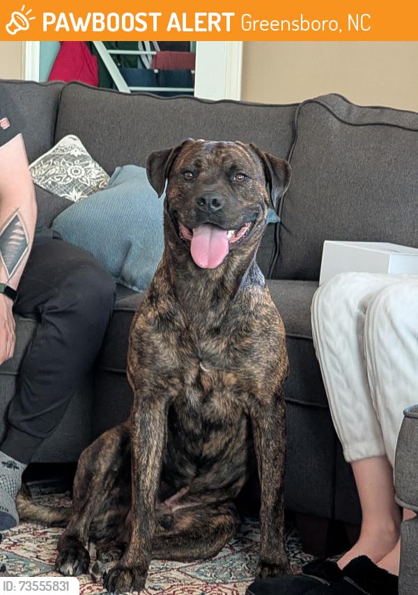 Found/Stray Male Dog last seen Near Grey's Tavern in S Elm St in downtown Greensboro., Greensboro, NC 27406