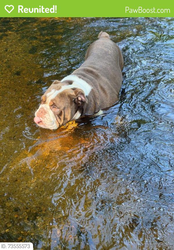 Reunited Male Dog last seen Near S Main st, Newtown CT 06470, Newtown, CT 06470