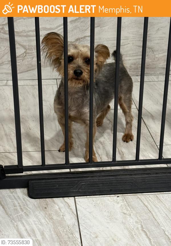Found/Stray Male Dog last seen Hickory Hill Road & Knight Arnold Road, Memphis, Tn, Usa, Memphis, TN 38115
