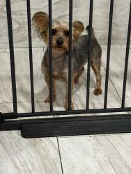 Found/Stray Male Dog last seen Hickory Hill Road & Knight Arnold Road, Memphis, Tn, Usa, Memphis, TN 38115