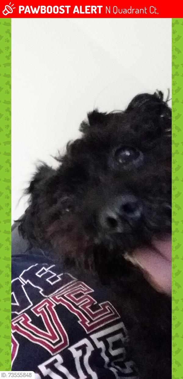 Lost Female Dog last seen Newport in Crosby Texas, N Quadrant Ct,  77532