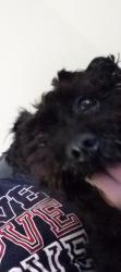 Lost Female Dog last seen Newport in Crosby Texas, N Quadrant Ct,  77532