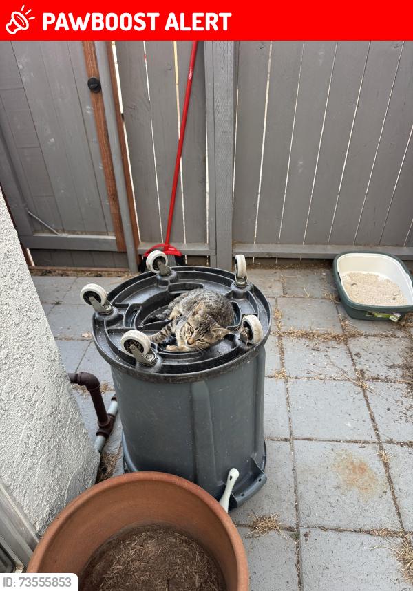 Lost Female Cat last seen Utica and Huntington, Huntington Beach, CA 92648