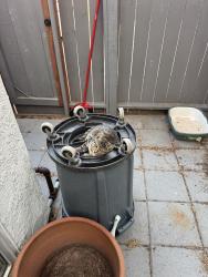Lost Female Cat last seen Utica and Huntington, Huntington Beach, CA 92648