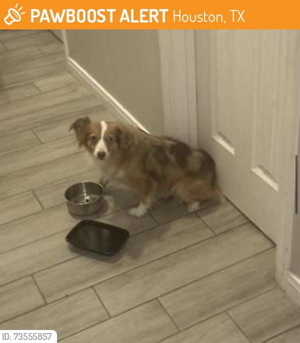 Found/Stray Unknown Dog last seen Gessner, Houston, TX 77042