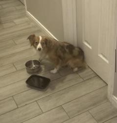Found/Stray Unknown Dog last seen Gessner, Houston, TX 77042