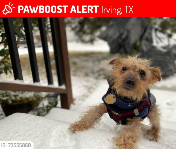 Lost Male Dog last seen Collins and 6th street Irving Texas, Irving, TX 75060