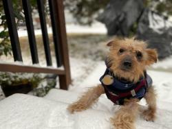Lost Male Dog last seen Collins and 6th street Irving Texas, Irving, TX 75060