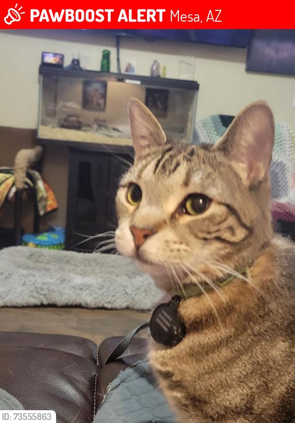 Lost Female Cat last seen Val viata and Pueblo ave, Mesa, AZ 85204