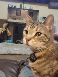 Lost Female Cat last seen Val viata and Pueblo ave, Mesa, AZ 85204