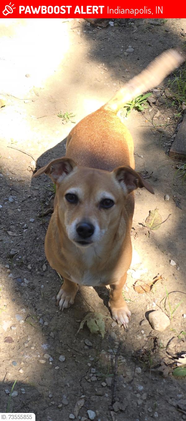 Lost Female Dog last seen 18th and Rural, Indianapolis, IN 46218