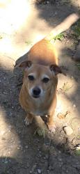 Lost Female Dog last seen 18th and Rural, Indianapolis, IN 46218