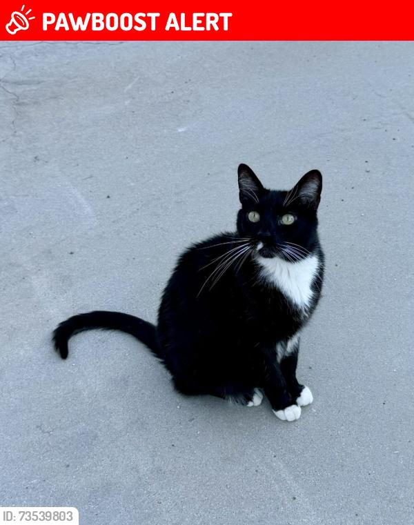 Lost Male Cat last seen Cross Canyons Road, Ranchita Canyon Rd, CA 93451