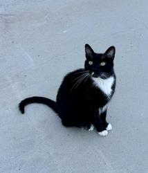 Lost Male Cat last seen Cross Canyons Road, Ranchita Canyon Rd, CA 93451