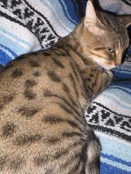 Reunited Female Cat last seen Welsh Lane, Jacksonville, NC 28543