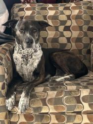 Reunited Male Dog last seen Perris Hill Park, San Bernardino, CA 92401