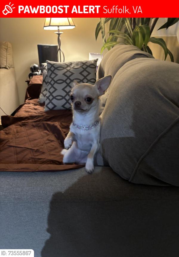 Lost Female Dog last seen Squire reach, Suffolk, VA 23434