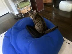 Found/Stray Male Cat last seen Wilson Putnam, Brooklyn, NY 11221