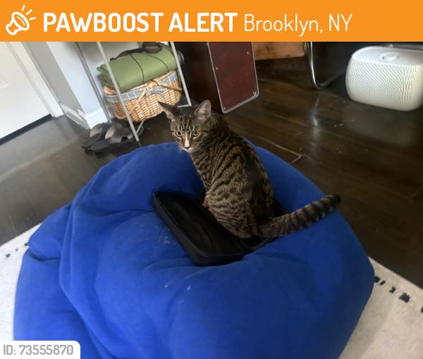 Found/Stray Male Cat last seen Wilson Putnam, Brooklyn, NY 11221