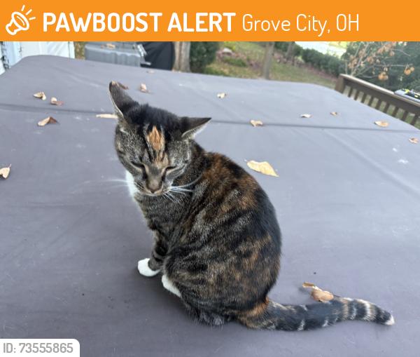 Found/Stray Unknown Cat last seen Brown Run and Ziner Circle South, Grove City, OH 43123