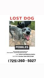 Reunited Female Dog last seen East Sahara Ave by Smiths, Las Vegas, NV 89121