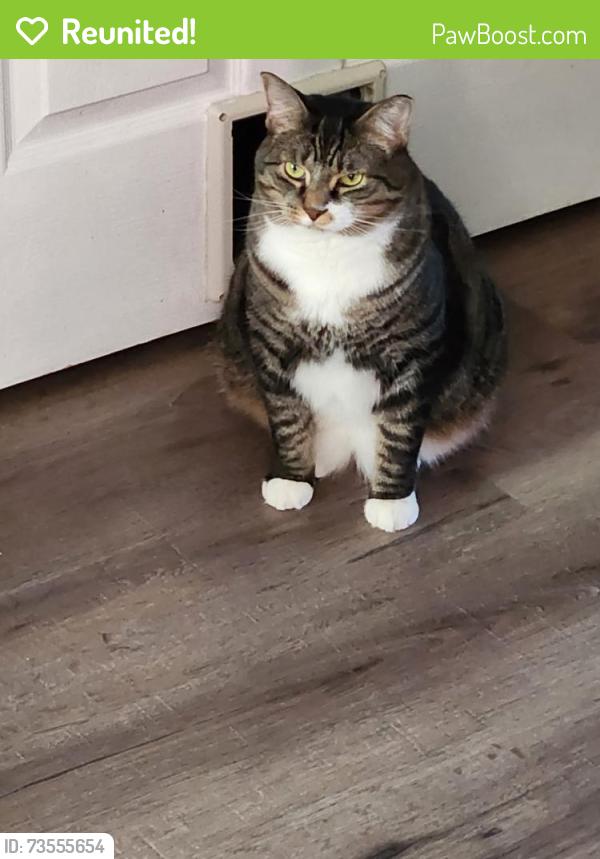 Reunited Male Cat last seen Heatherstone and Marklawn, Waterford Township, MI 48329