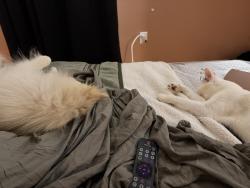 Lost Female Cat last seen 109th and acacia, Inglewood, CA 90304
