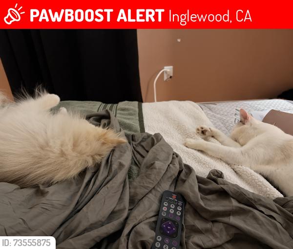 Lost Female Cat last seen 109th and acacia, Inglewood, CA 90304