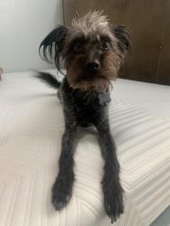 Lost Male Dog last seen Lake mead and 215, Las Vegas, NV 89138