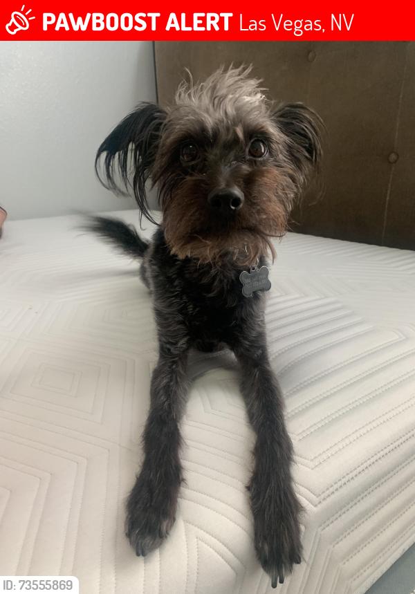 Lost Male Dog last seen Lake mead and 215, Las Vegas, NV 89138