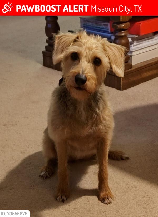 Lost Female Dog last seen Court and Quail Lynn Drive, Missouri City, TX 77489