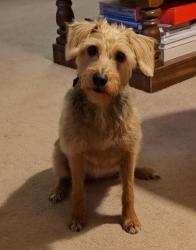 Lost Female Dog last seen Court and Quail Lynn Drive, Missouri City, TX 77489