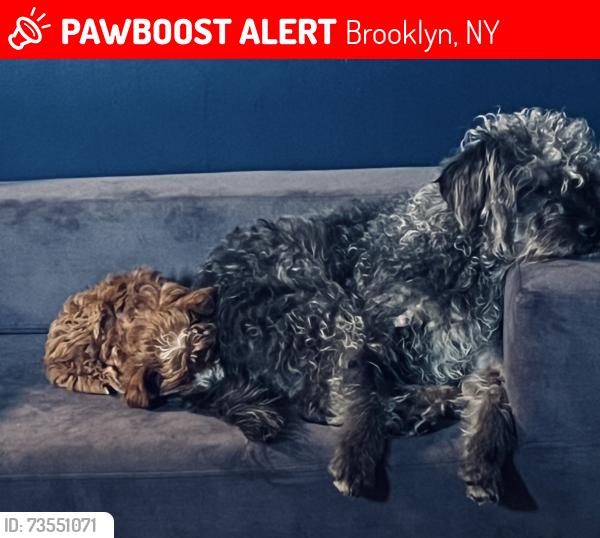 Lost Male Dog last seen Flushing and bushwick, Brooklyn, NY 11206