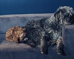 Lost Male Dog last seen Flushing and bushwick, Brooklyn, NY 11206