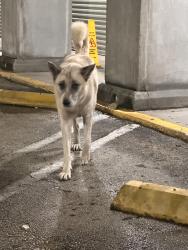 Found/Stray Female Dog last seen Near ave, Miami, FL 33150