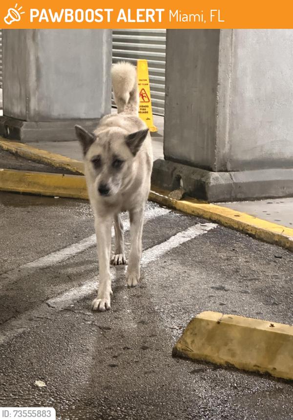Found/Stray Female Dog last seen Near ave, Miami, FL 33150