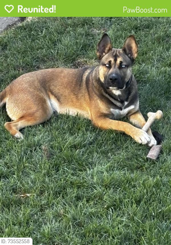 Reunited Male Dog last seen South shore dr 82, Chicago, IL 60617