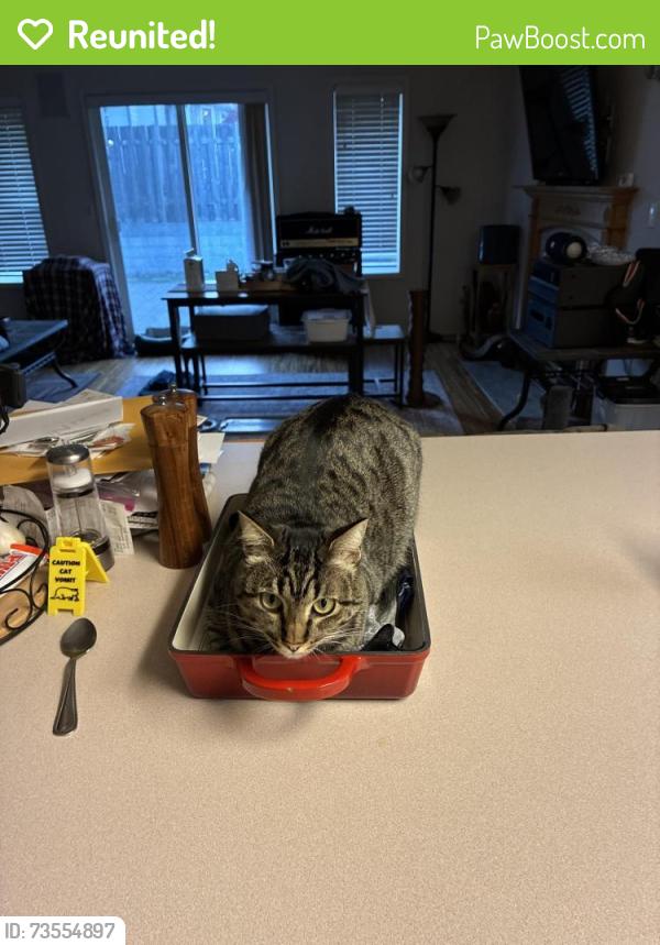 Reunited Female Cat last seen Near nw 23rd ave camas wa 98607, Camas, WA 98607