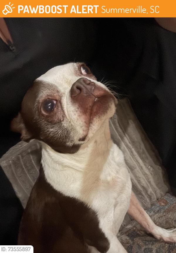 Found/Stray Male Dog last seen Central avenue, Summerville, SC 29483
