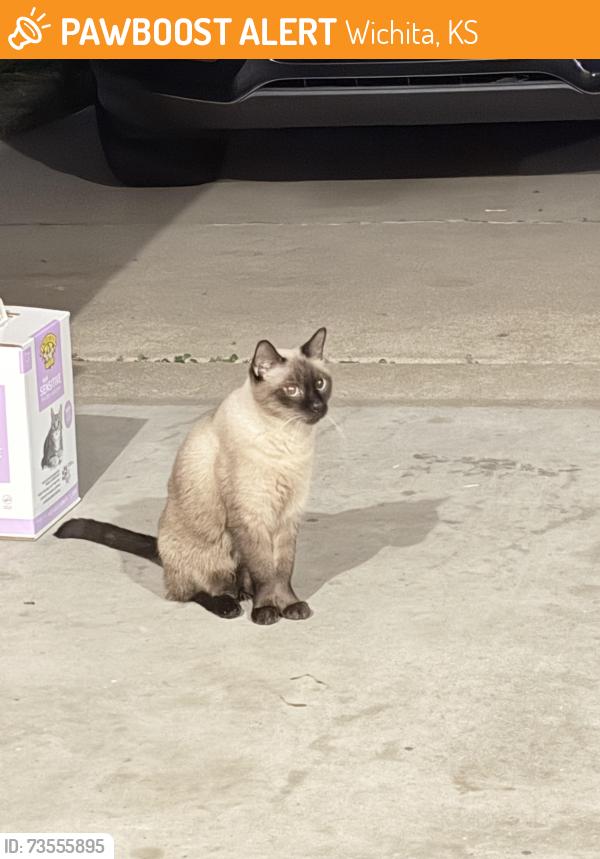 Found/Stray Unknown Cat last seen Pawnee Mesa Area - Parkridge St, Wichita, KS 67209